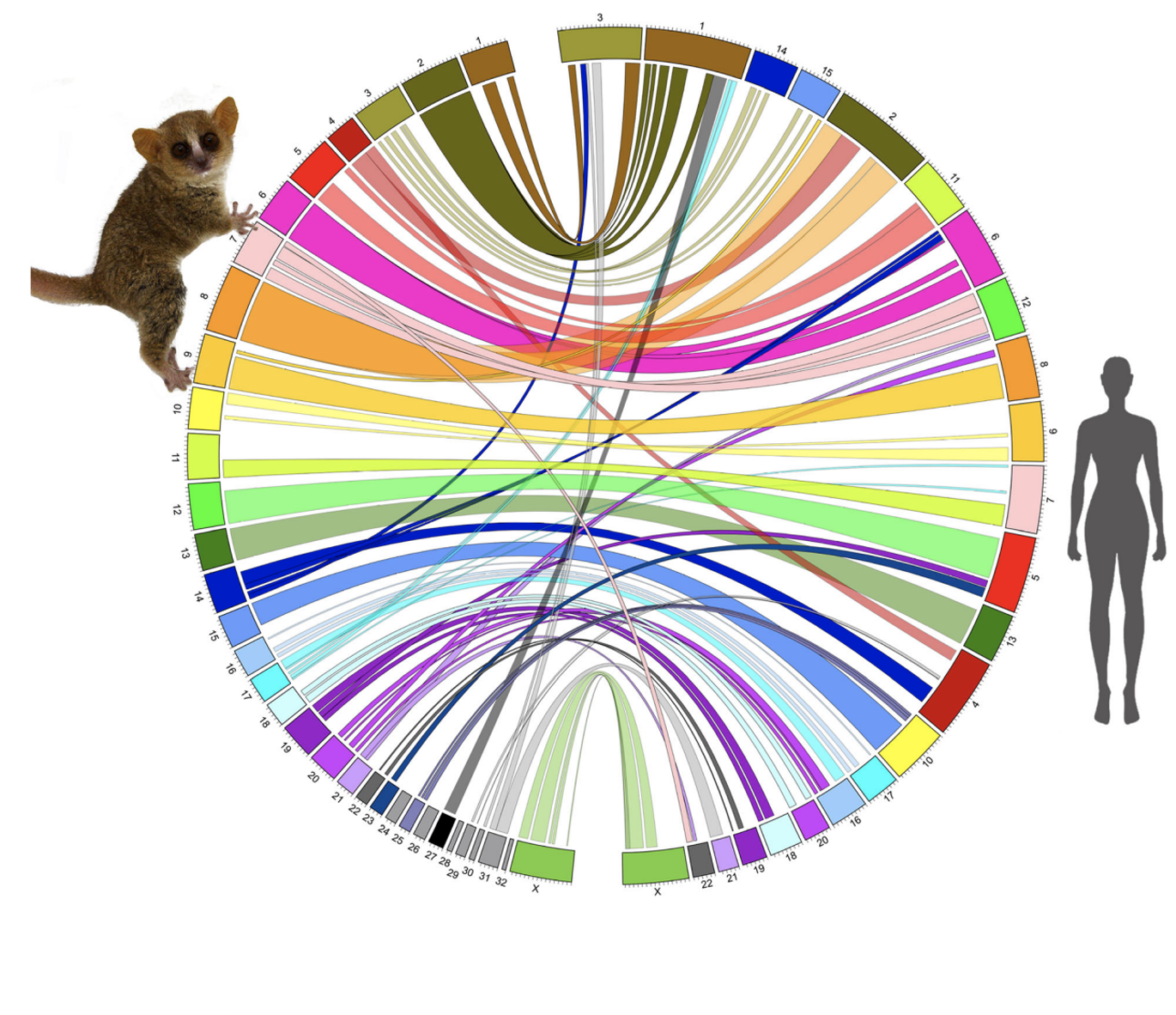 Macro synteny between mouse lemur and human chromosomes